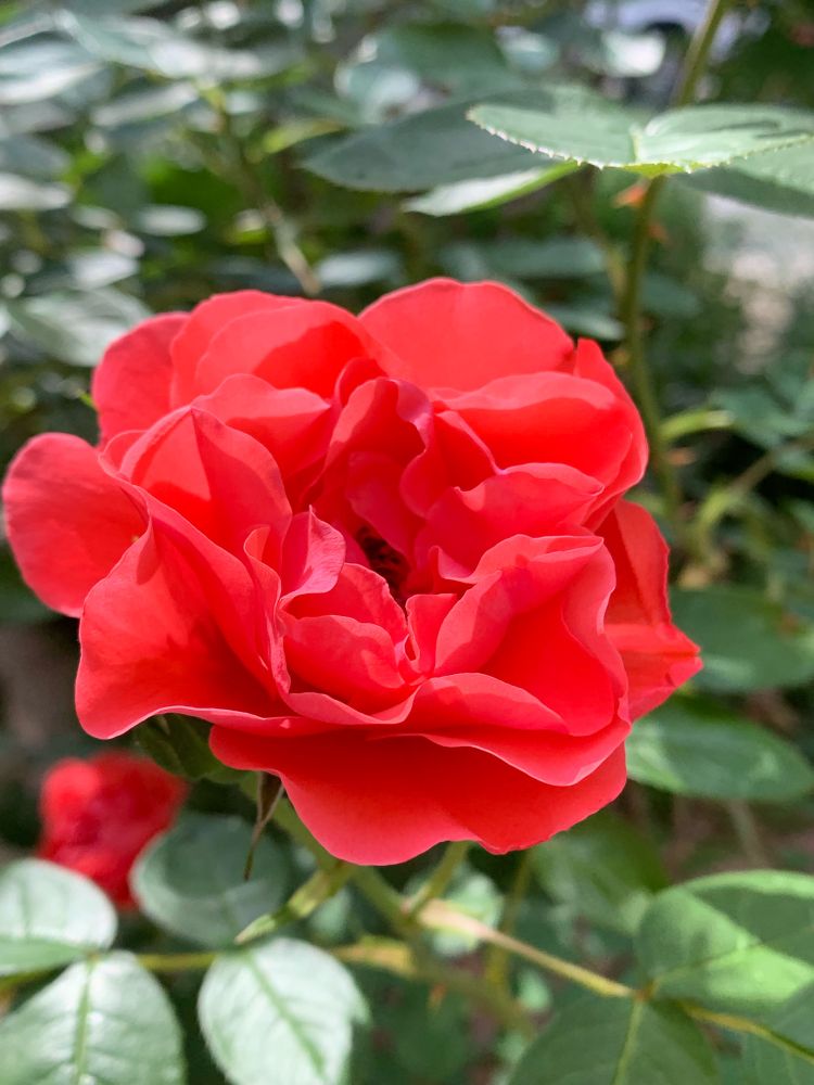 Comment image