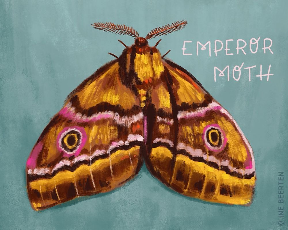 Quick digital painting of an Emperor Moth.