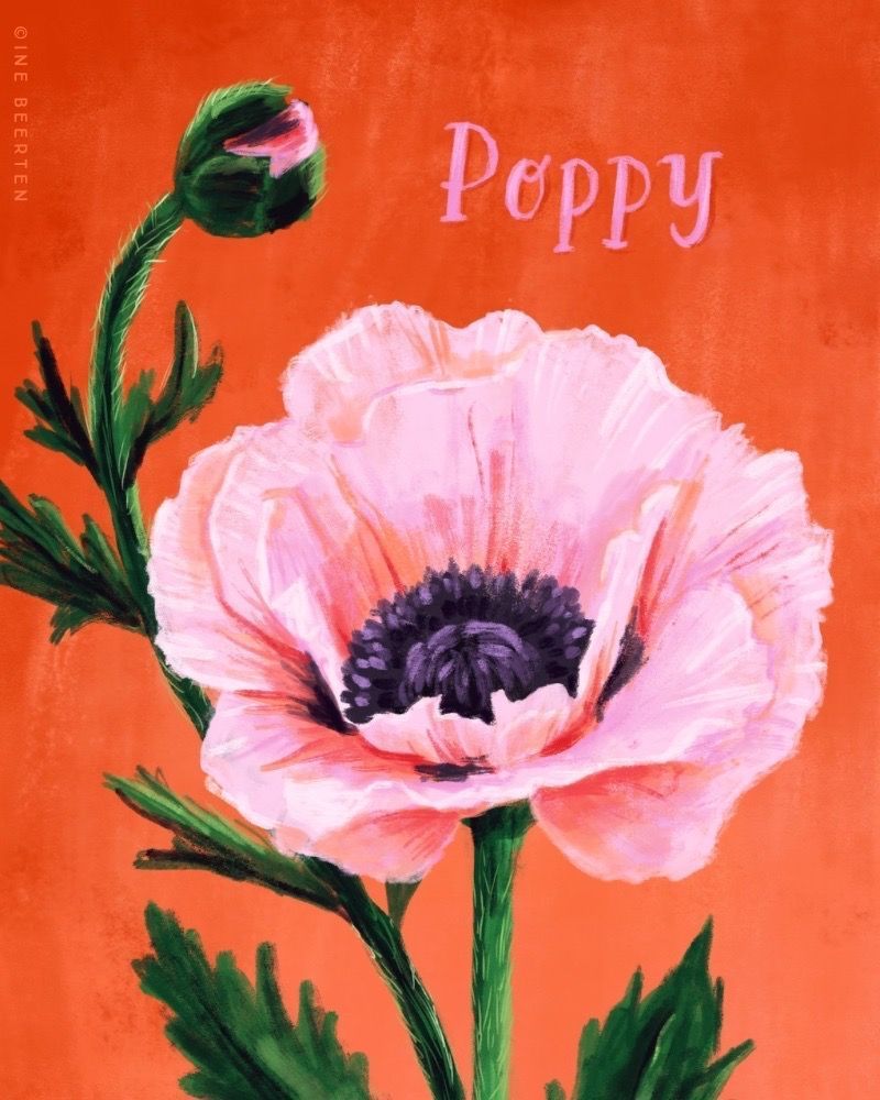 Quick digital sketch of a pink oriental poppy on a bright red background.