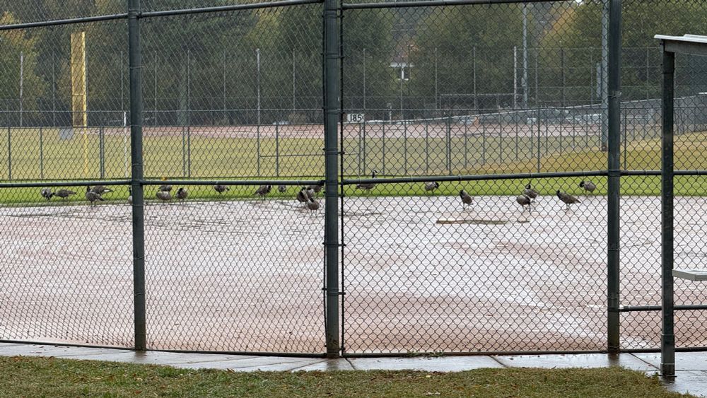 A flock of geese pack at the ground on a rainy baseball field photographed through the fence behind home plate.