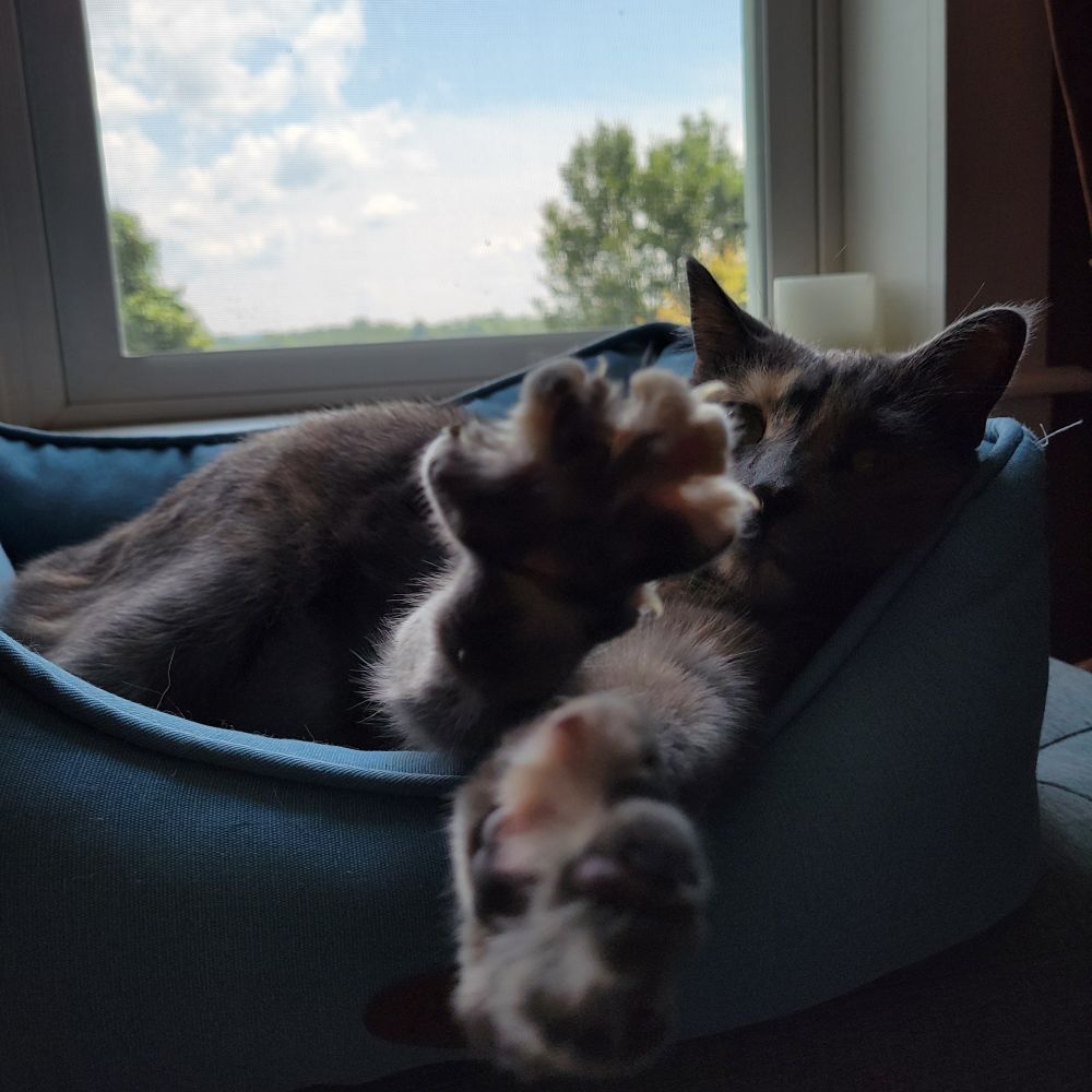 Luna the smoky tortishell cat's paws are reaching out toward the camera.