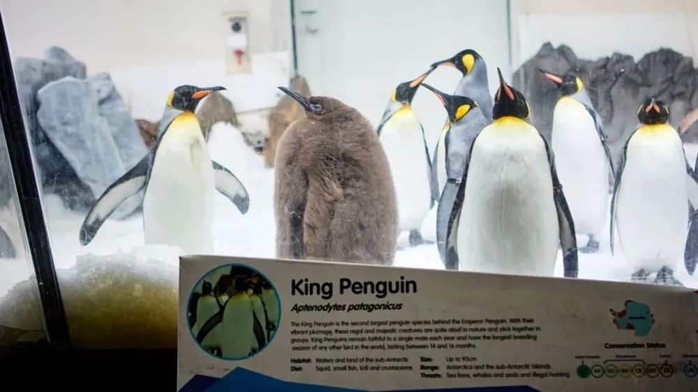 Meet Pesto: the fat baby penguin and viral superstar