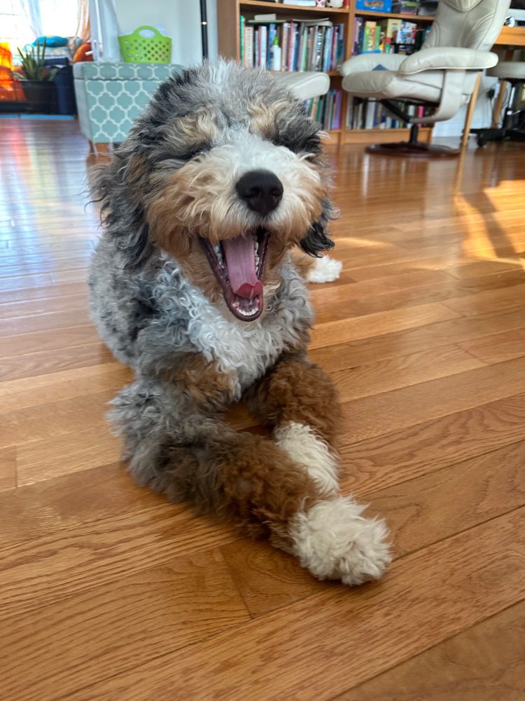 Photo of a dog with a big grin. 