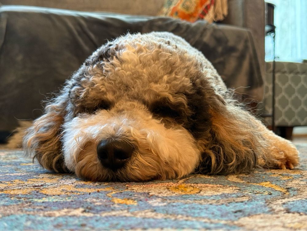 Fluffy dog lying on the carpet, face up close, eyes partly closed. 