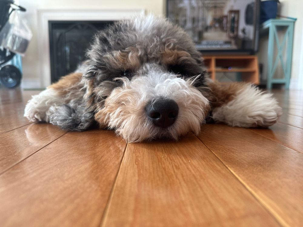 Dog lying on the floor, snoot up close. 