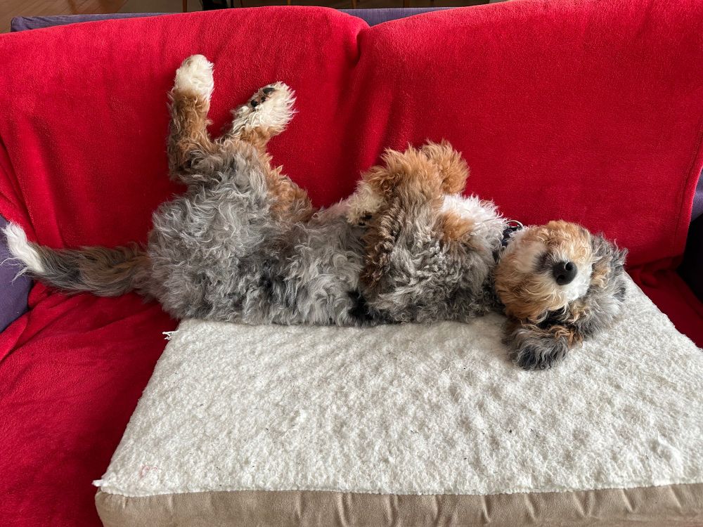 Goofy dog lying upside down on the couch, legs sticking up. 