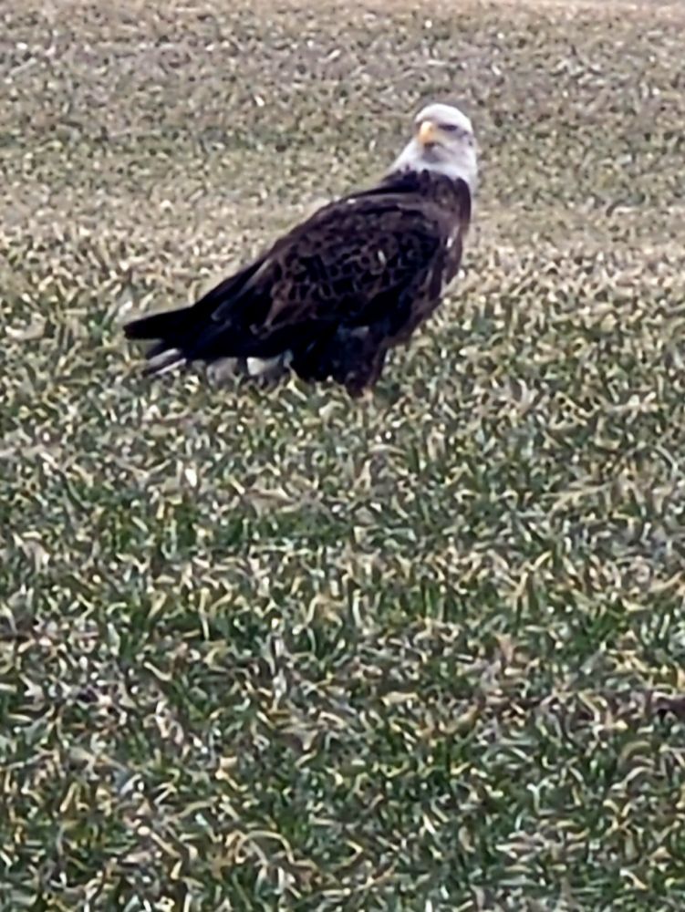 Bald eagle in field 