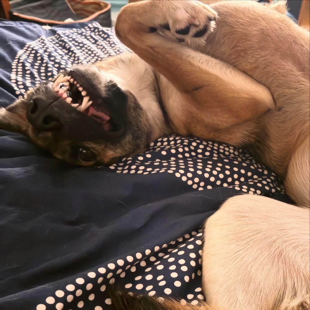 Dog on a bed upside down with a face like Stitch