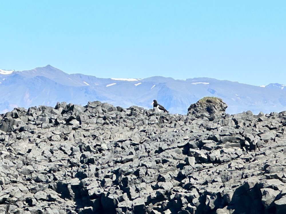 another oystercatcher :o 