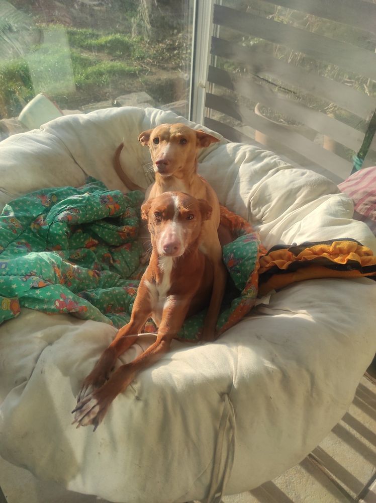 Deux Podencos dans un gros fauteuil en rotin. 