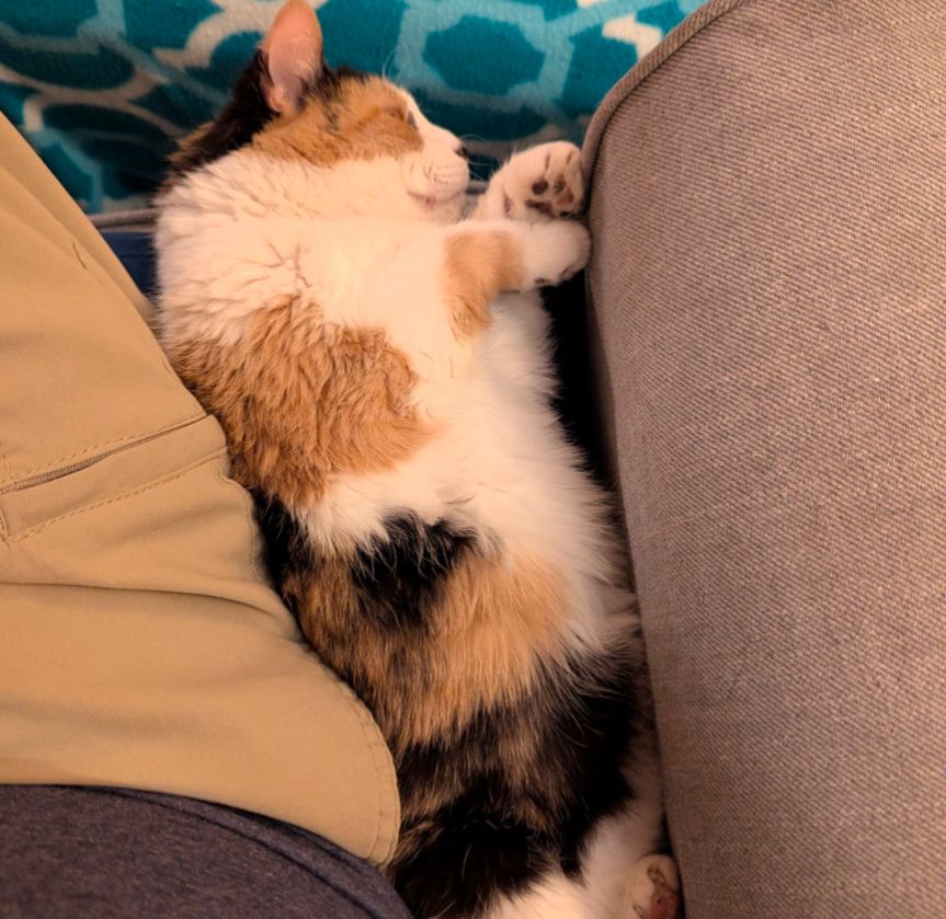 Wyatt looks *completely zonked out* in this one — in the best, coziest way.

She’s curled tightly on her side, wedged adorably between you and the couch cushion like she’s claiming her own little pocket of warmth. Her front paws are tucked up near her face, back paws stretched out, and her fluffy calico fur is all soft-looking and poofed from relaxing. The tiny pink toe beans peeking out are doing heroic levels of cute work.

This is *peak contented cat*, the “I trust you completely and this is my safe spot” kind of sleep.

She’s perfect.
