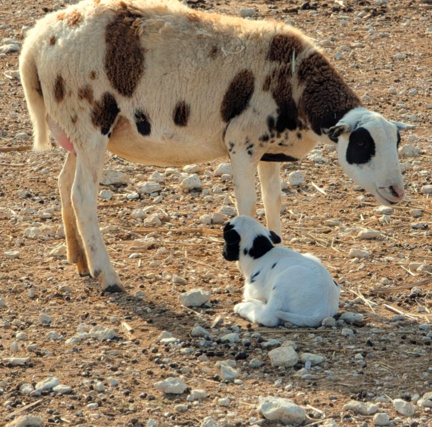A spotted ewe stands protectively over her tiny newborn lamb in a rocky, sunlit field. The mother’s wool is a patchwork of brown and white, her head tipped slightly downward as she watches over the baby. The lamb, still curled on the ground with soft white fur and inky black patches, looks impossibly small beside her—its ears folded, its body tucked neatly into a little resting loaf. Dappled stones and warm dirt surround them, creating a quiet, tender moment of early life out in the open pasture.