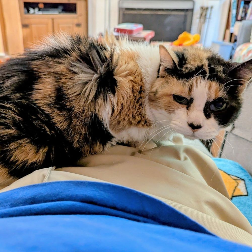 A calico cat with a mix of orange, black, and white fur is lying on someone’s lap, looking slightly up and forward with a calm but tired expression. The person is wearing beige pants and a blue shirt, and a colorful blanket is partially visible in the foreground. The background shows a cozy living room with shelves, furniture, and soft lighting.