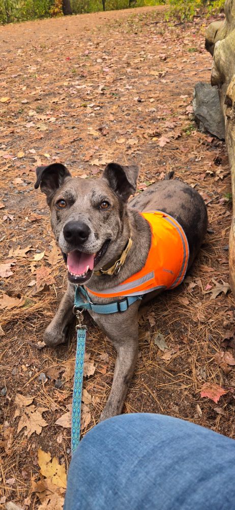 Grover, a 2yo 100lb blue merle great dane- German shepherd mix. 