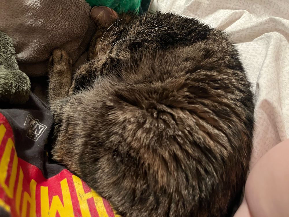 Brown and orange torbie cat curled up in a ball asleep.