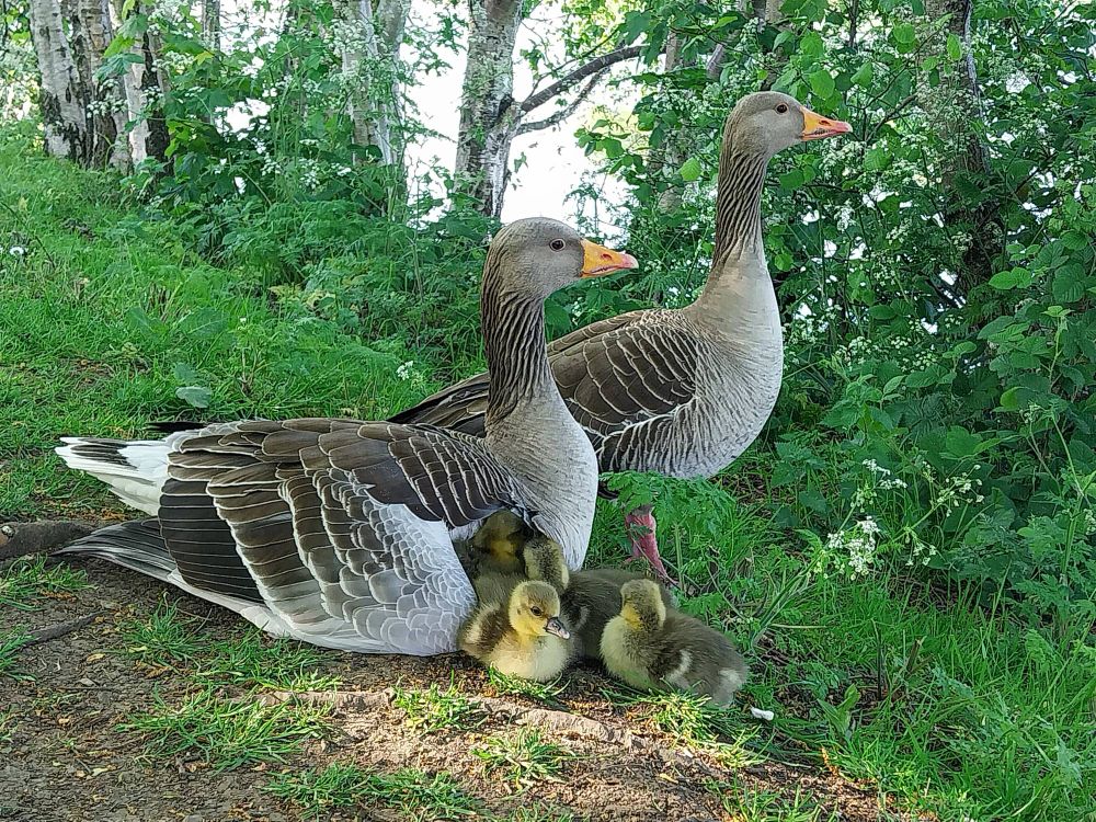 Two Greylag Geese, the parents, with a clutch of goslings. Some of the goslings are snuggled up under mother's wing.