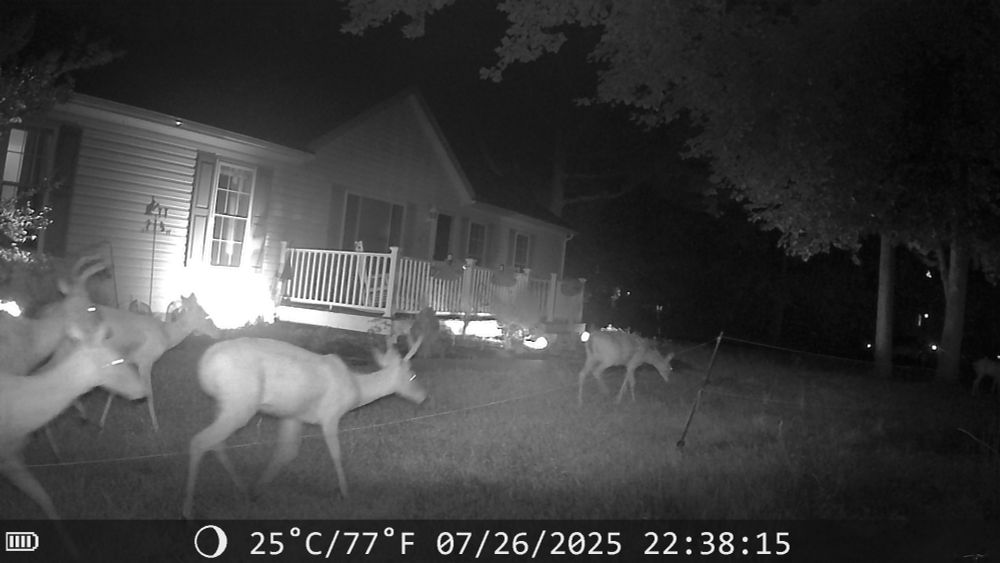 5 deer at night in my yard