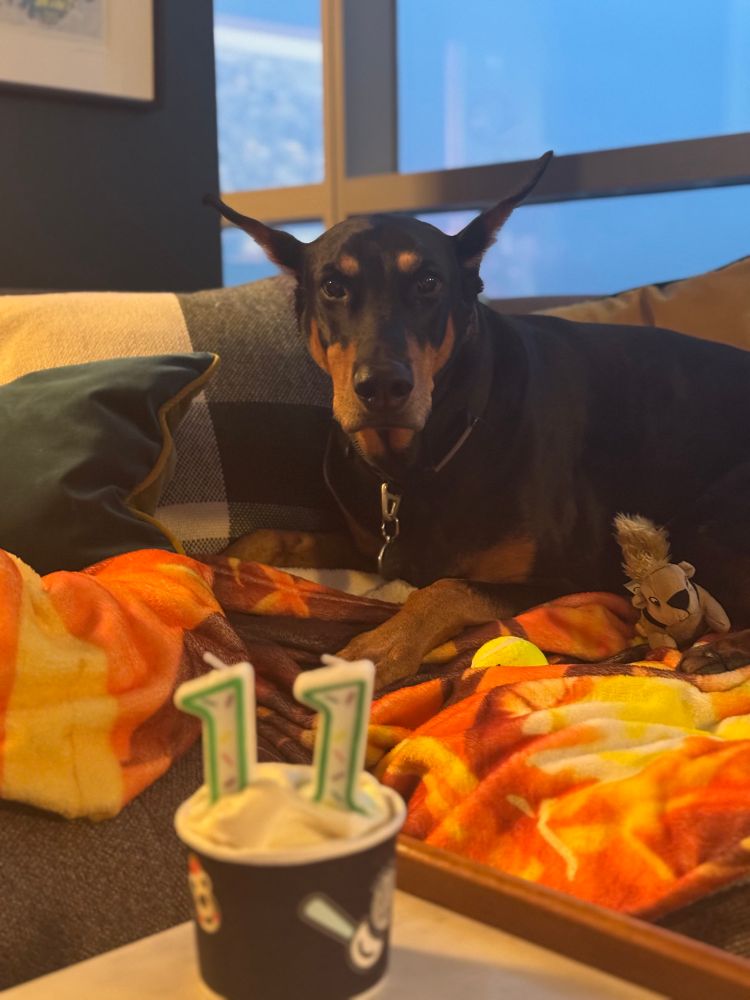 Doberman with #11 candle celebrating her birthday. 