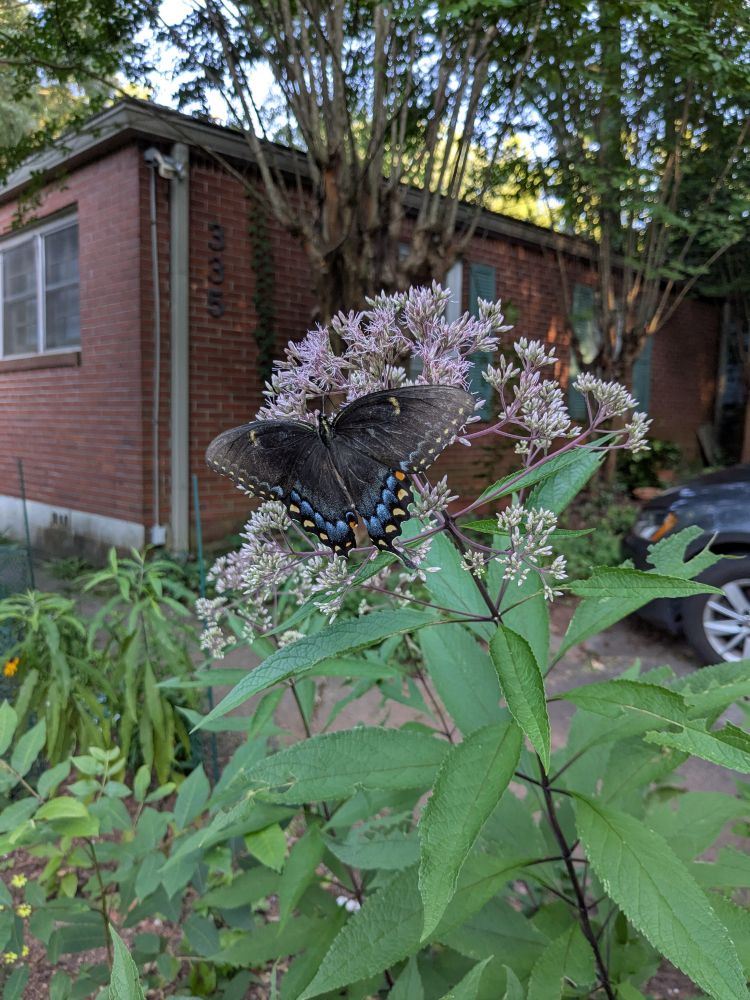 A dark morph eastern tiger swallowtail on a joe-pye weed inflorescence 