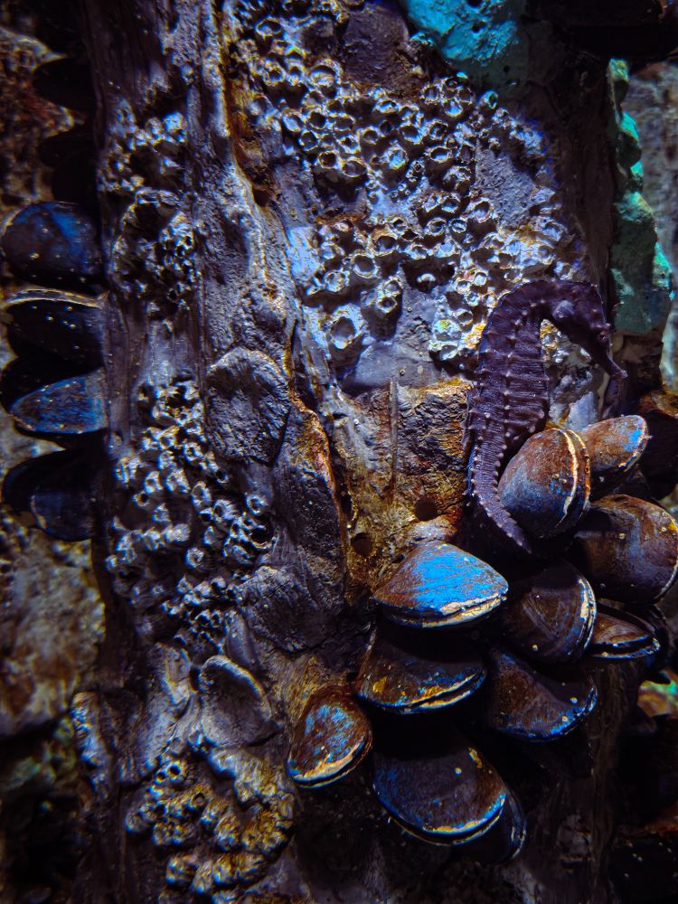 A small seahorse blends in among the backdrop.