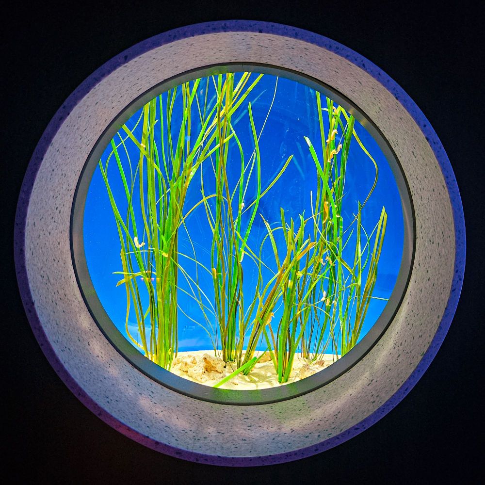 brightly lit circular tank featuring tiny seahorses