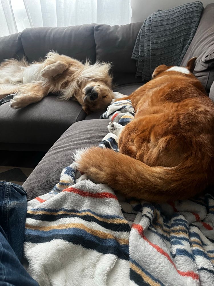 Two dogs lounging on a sectional sofa.
