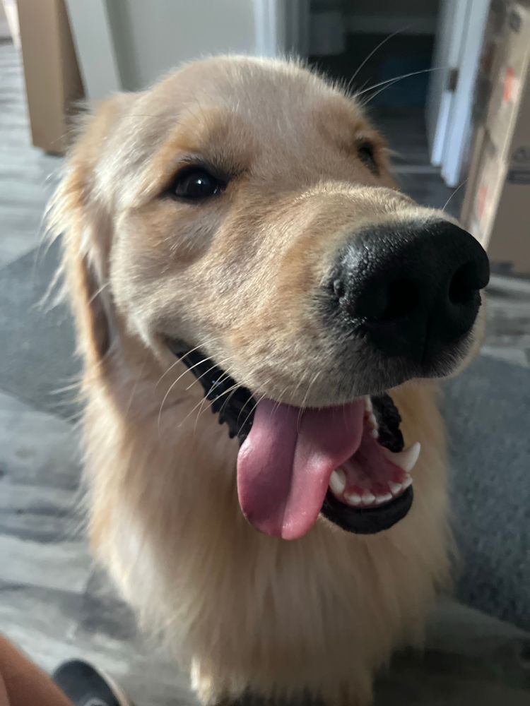 A closeup of a golden retriever, young hang out the side of his grinning face