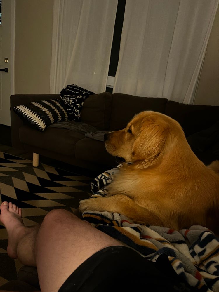 A golden retriever on a sofa