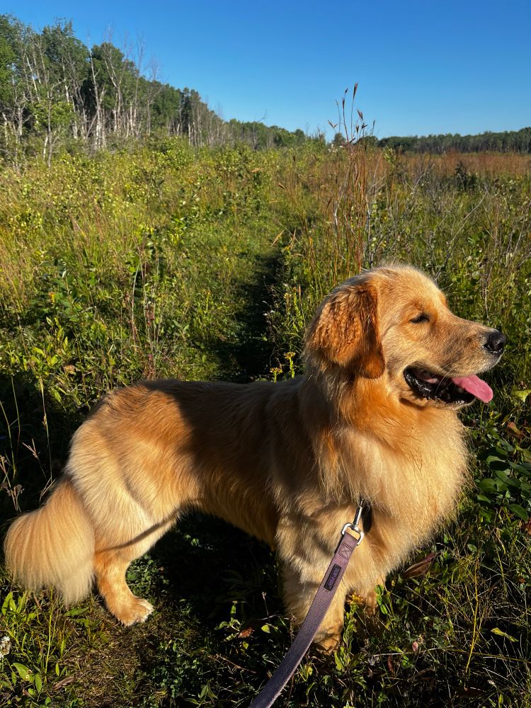 A golden retriever viewed from the side, standing in a lush field in morning sunlight. A clear blue sky in the background. 