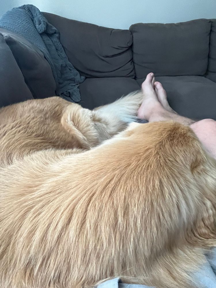A golden retriever curled up in the lap of someone with rather pale and hairy legs