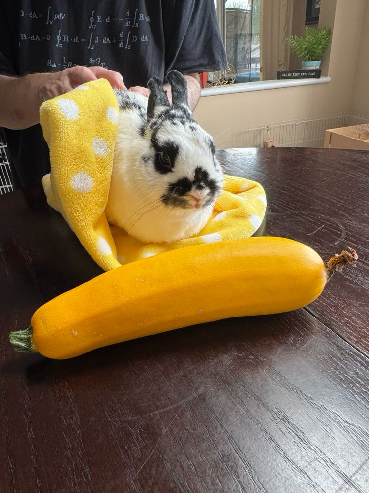 Bunny wrapped in yellow blanket poses behind large yellow zucchini