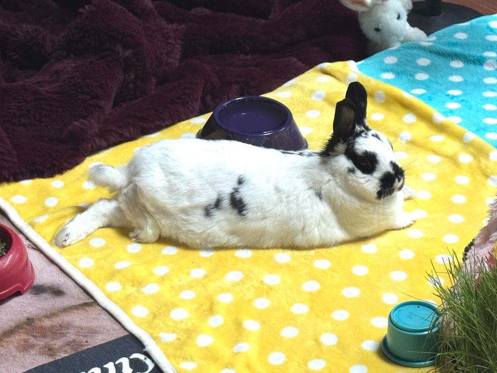 An elegant rabbit lies stretched out, with tail up, right thumper slightly curled under bunny bottom and toes curled back against the floor.