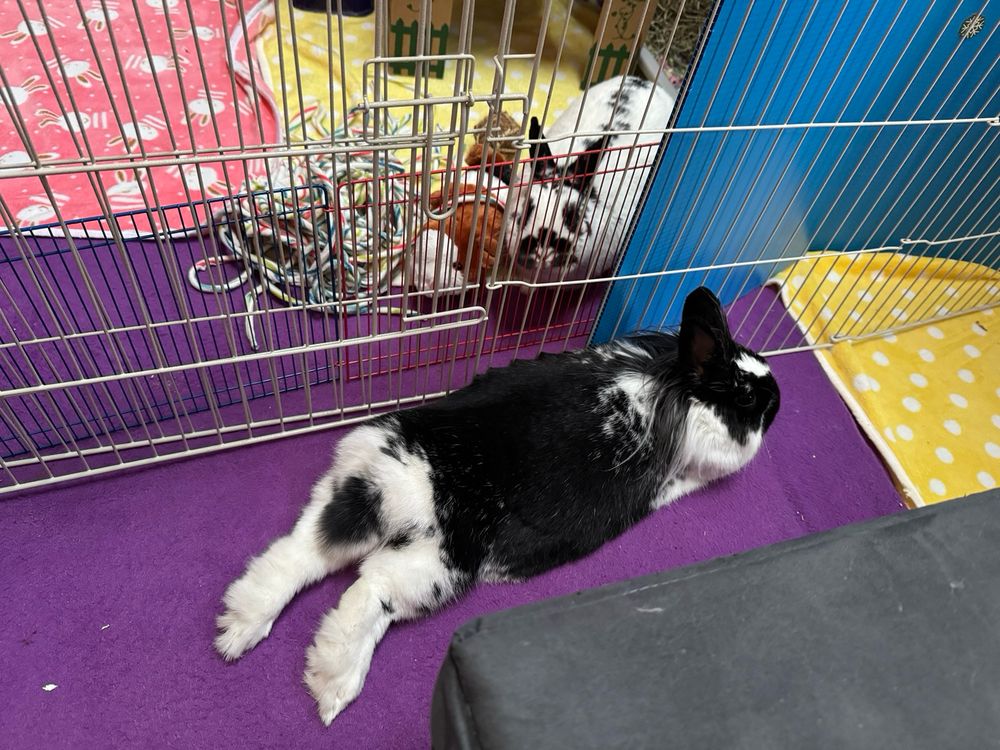 Netherlands dwarf bunny hovers over a lionhead stretched out relaxing