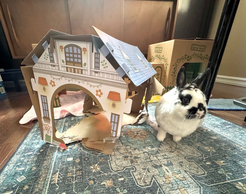 A totally sketchy cardboard home barely stands, leaning, falling apart in every direction, and totally loved to death. A rabbit stands by, concerned.