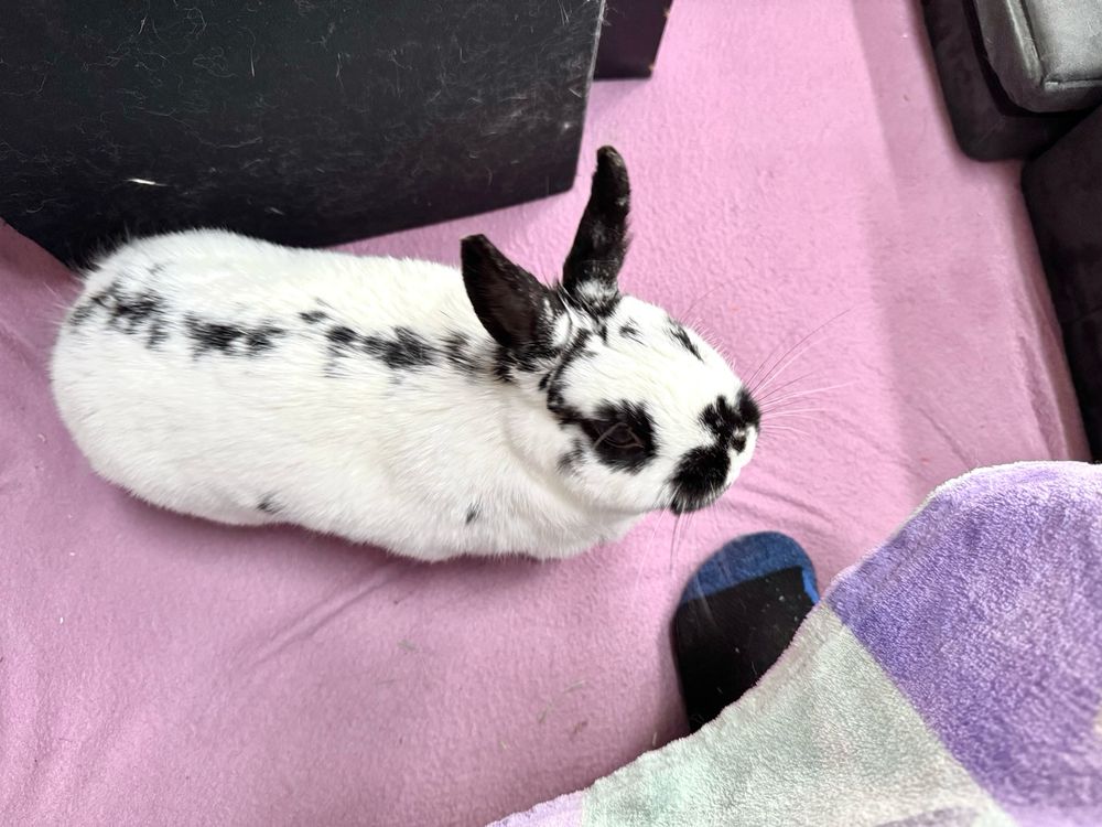 A cute tiny bunny stands inquisitively at the feet of BunMum. Her little ears are slightly parted.