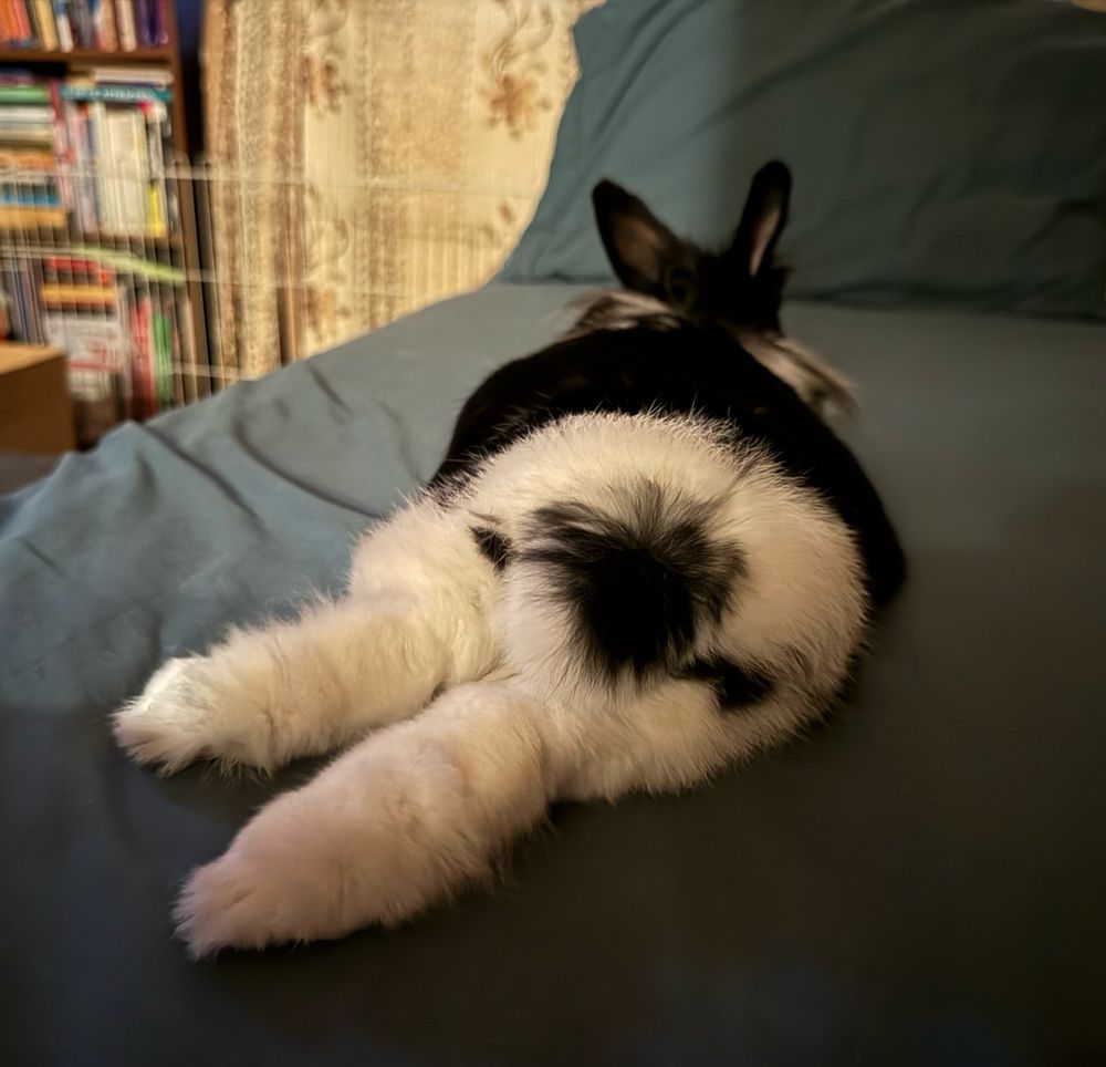 A fluffy bunny points her floofy tail and thumpers toward the camera, framed by a round behind.