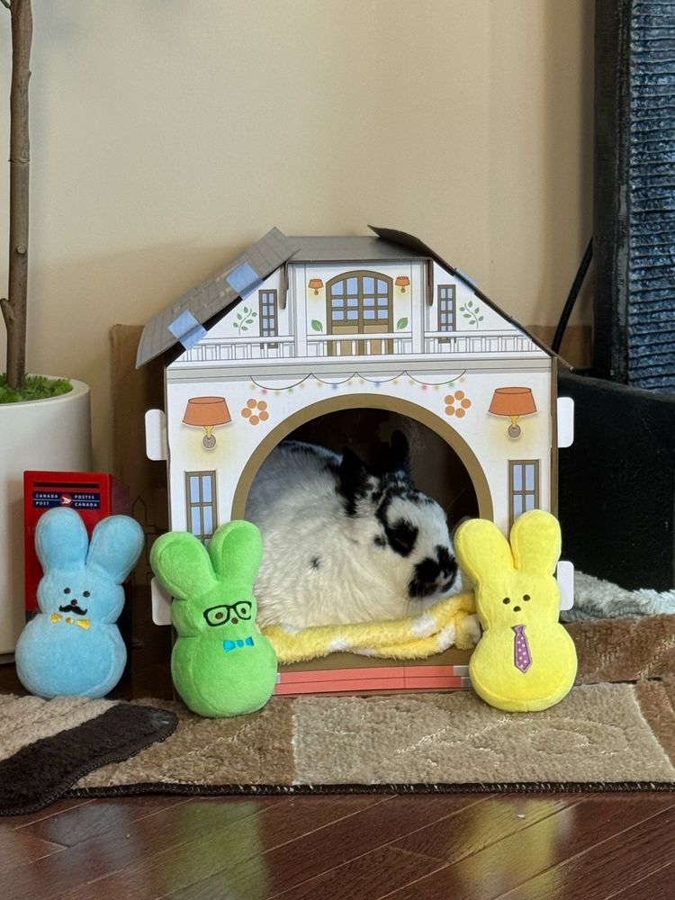 An unimpressed rabbit naps in a cardboard cottage while three peeps looking suitors surround her house.