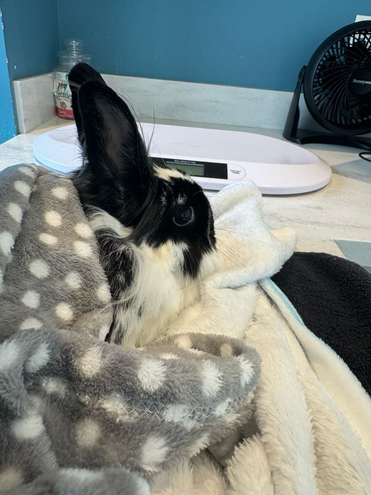 A bunny wrapped in blanket sits on an exam table.