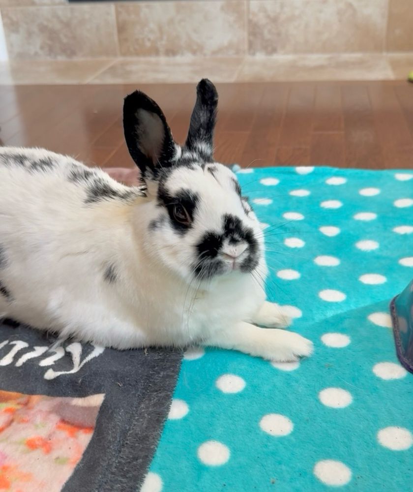 A cute Netherlands dwarf who is in the middle of a shed sticks her furry little toes out in front of her. 