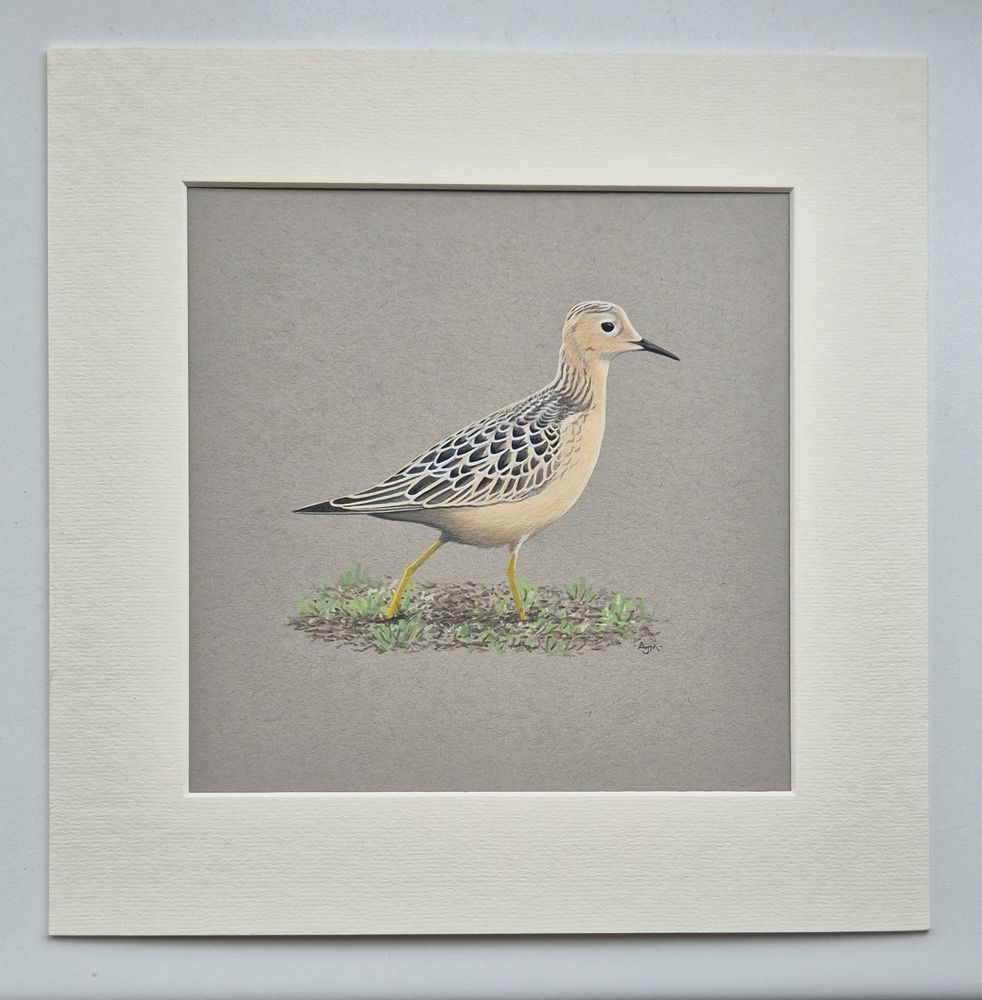 A gouache painting of a Buff-breasted Sandpiper