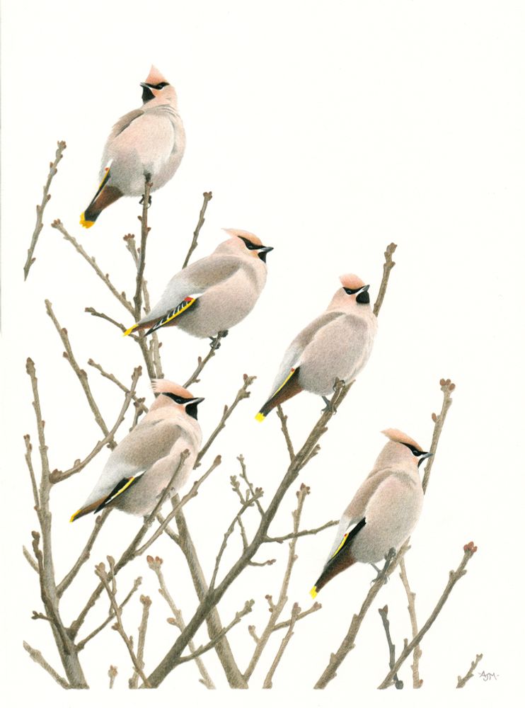 A coloured pencil and gouache illustration of five Waxwings perched in a tree. Published as the front cover of the 2023 Leicestershire and Rutland Bird Report.