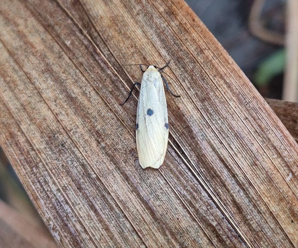 A female Four-spotted Footman moth on a dead Crocosmia leaf. A long thin moth, pale cream in colour with two black spots on each forewing, and black legs.