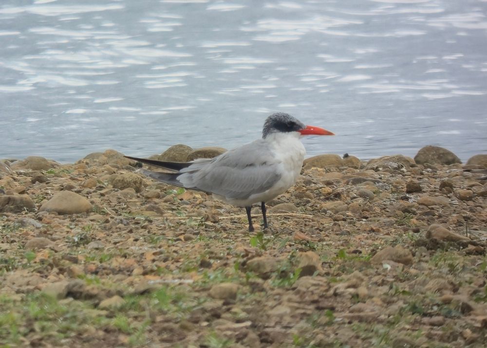 First-summer Caspian Tern standing on a gravel spit with water behind.