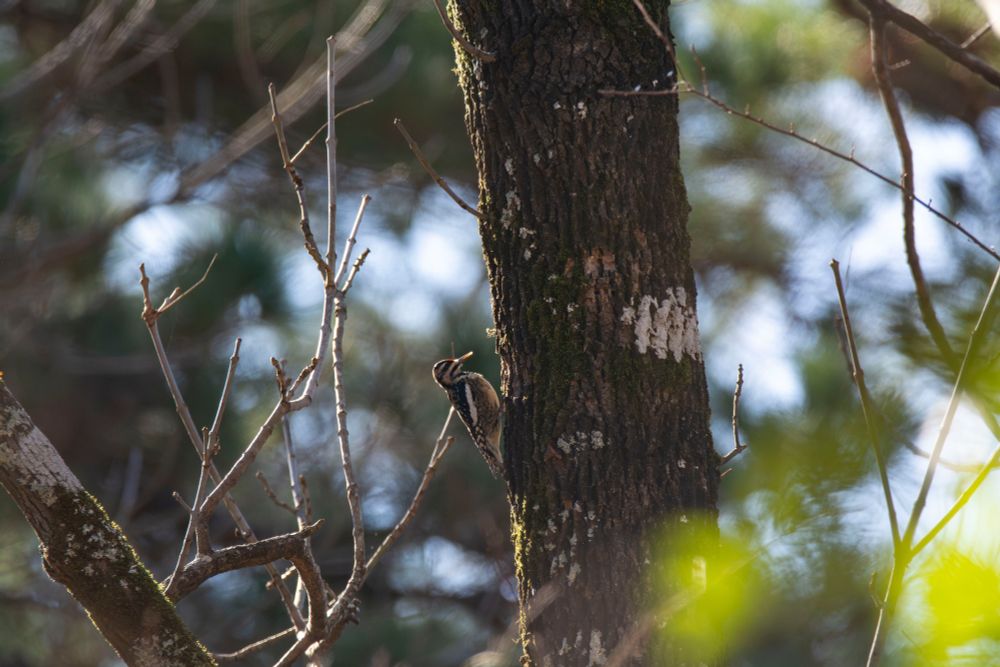Yellow-bellied Sapsucker perched on a tree.