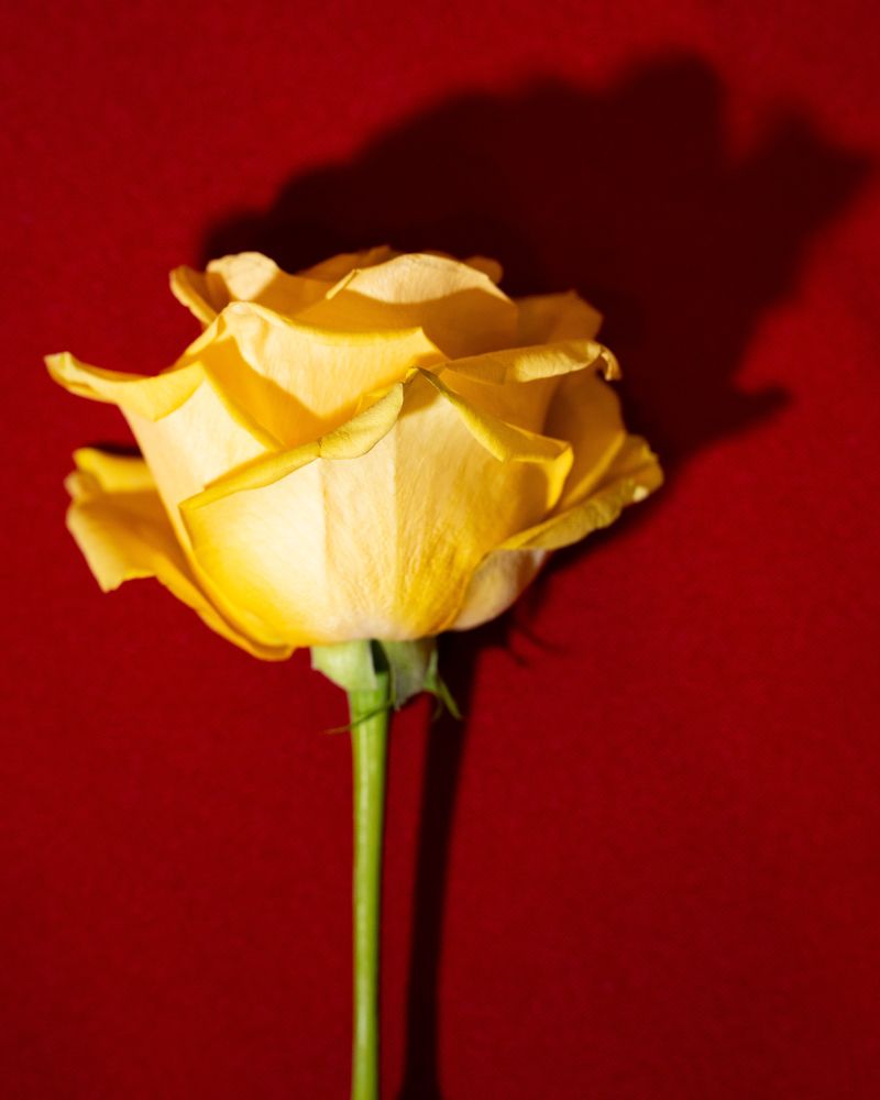 Yellow rose on a red background 