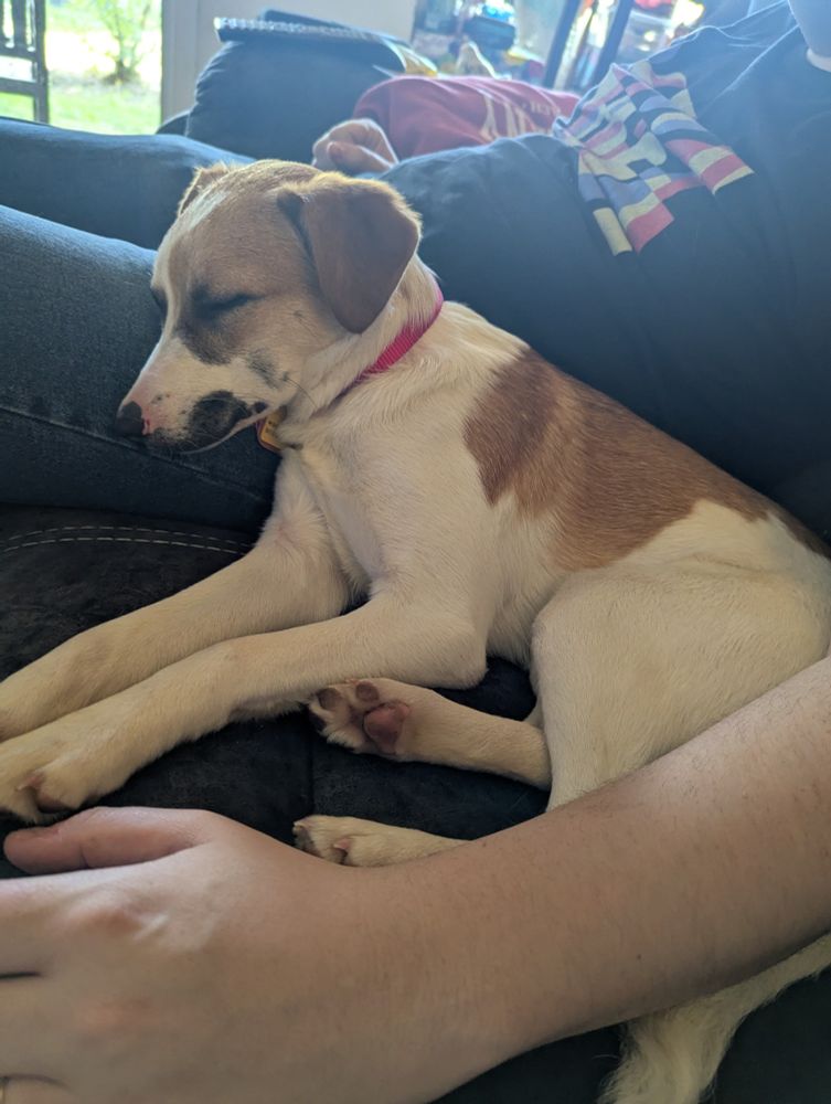 Dog (Penny) sleeping next to ComicFoil