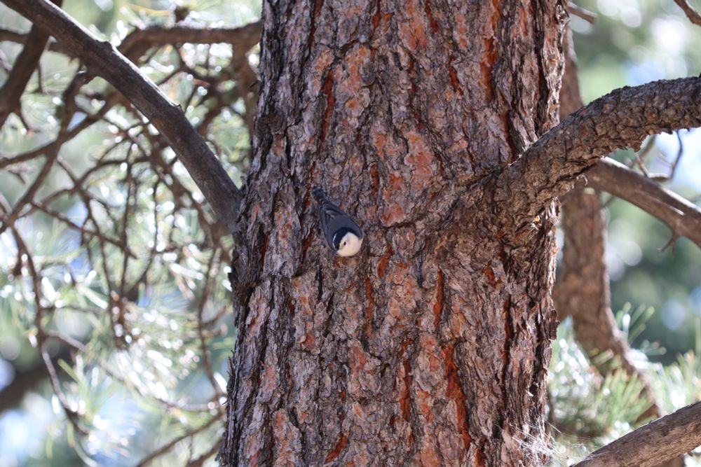 A nuthatch on a tree