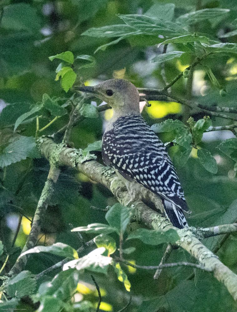A woodpecker is seen in profile facing left perching on a branch against dense green foliage.  This juvenile female red-bellied woodpecker has no red anywhere, just a plain gray head and striated black and white wings.