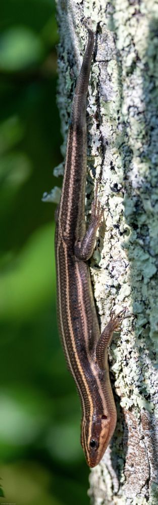A five-lined skink is shown crawling vertically down a tree.  The skink is mostly dark brown with light brown stripes running the length of its body.  The bark of the tree is a very light gray, almost white, providing good contrast with the skink. Some out-of-focus green foliage appears in the background.  The photo has been cropped digitally such that it is a very tall but narrow photo that fits the proportions of the skink.