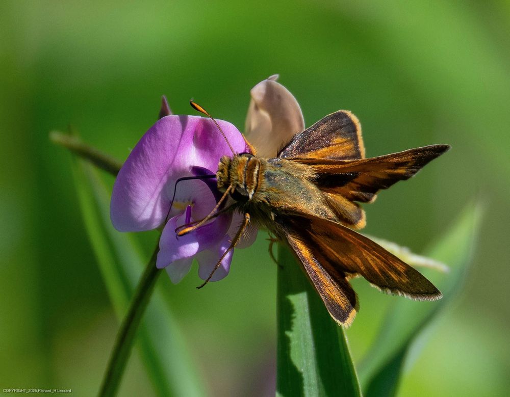 A moth is perched on a purplish-pink flower against a green background.  The moth is a variegated orange and brown.